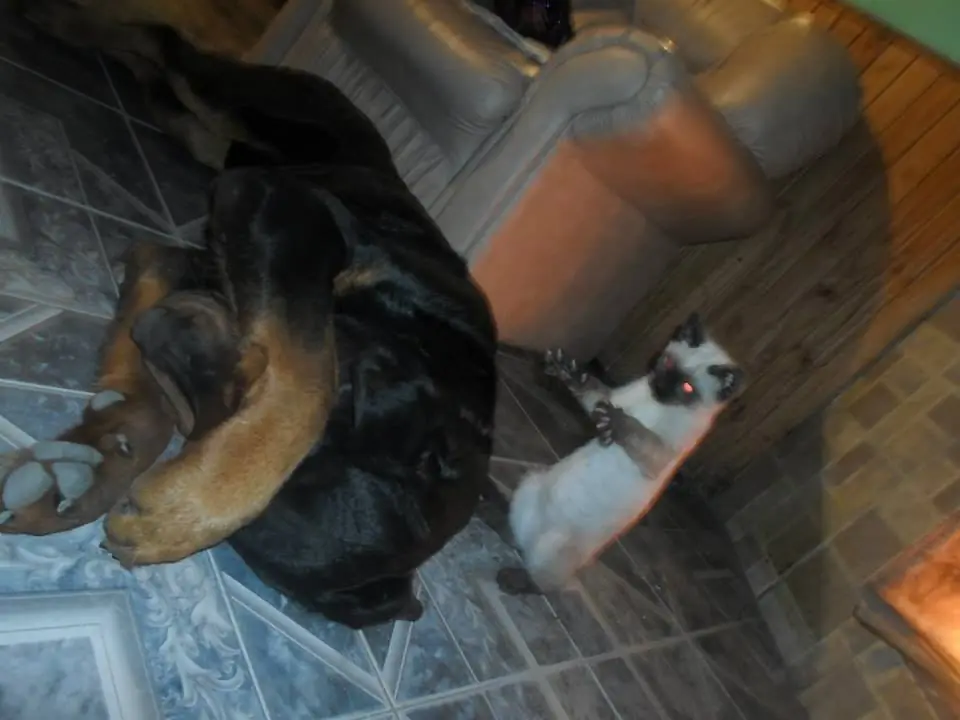 Gato siamés asesino de rottweiler.. "Mis mascotas"..