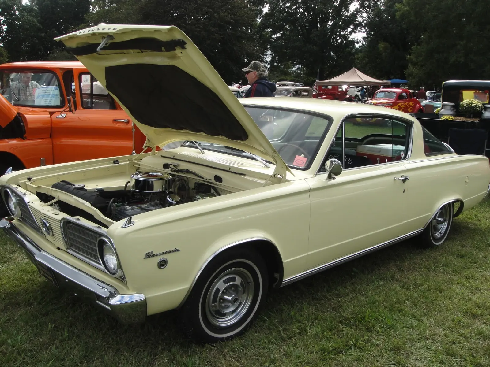 barracuda