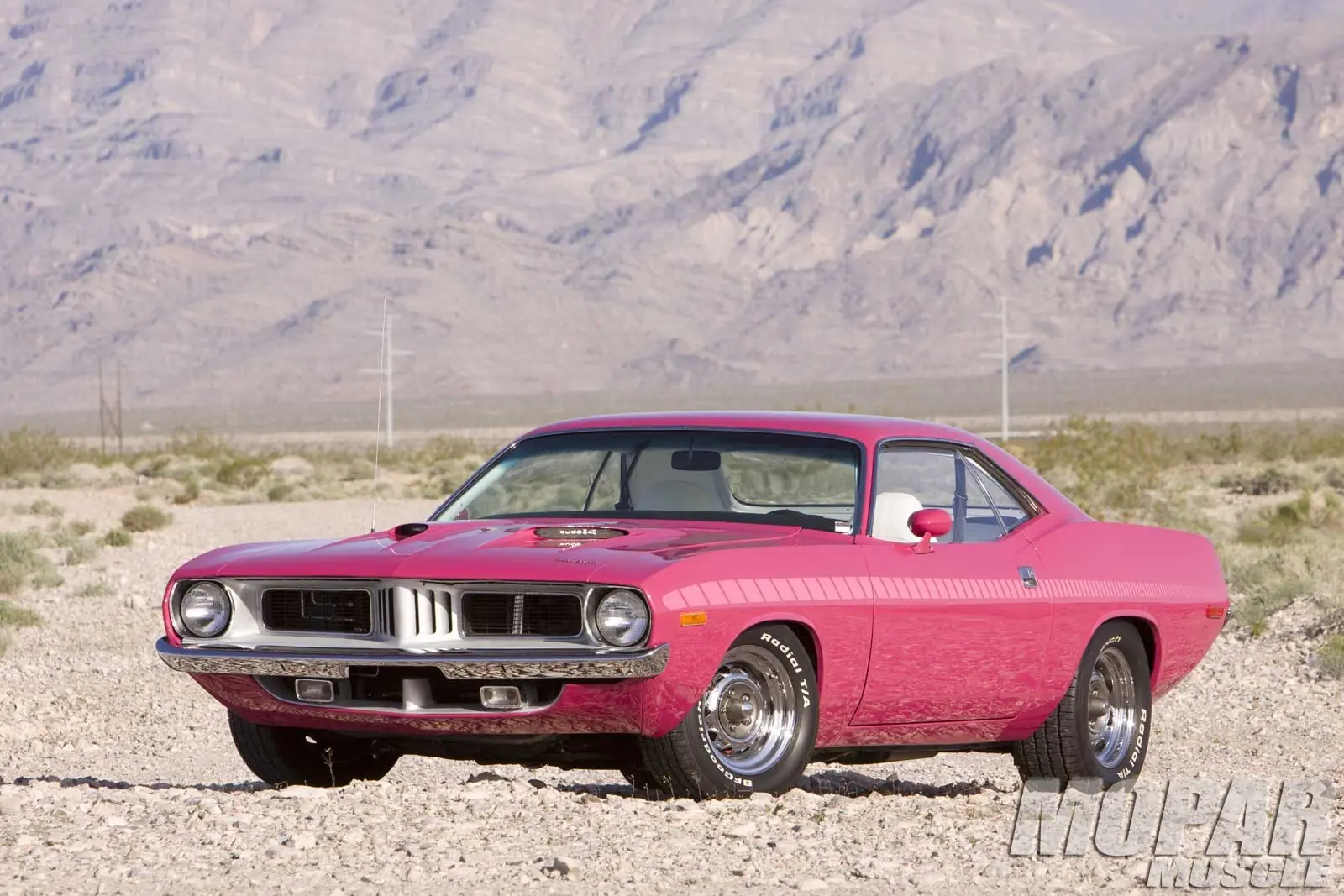 barracuda