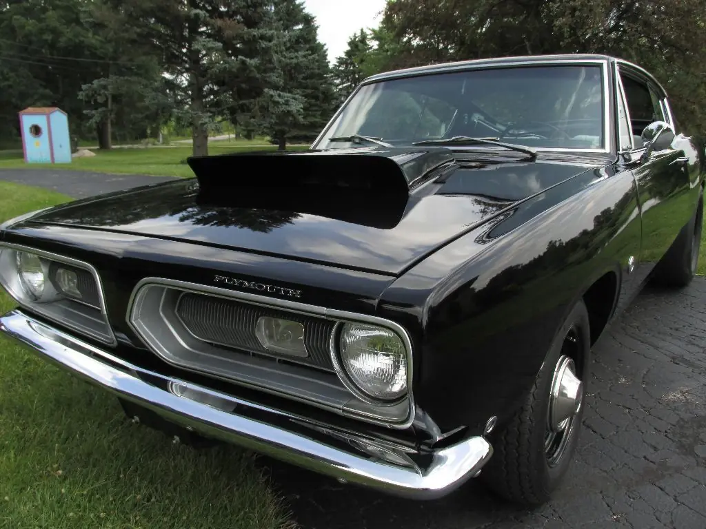 barracuda