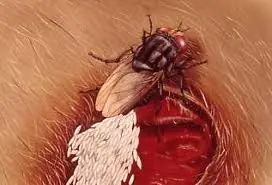 Que es Cochliomyia hominivorax