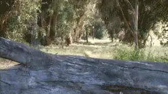 risas