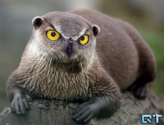 animales hibridos