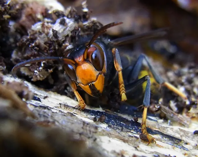 La guerra de la avispa asesina contra las abejas españolas