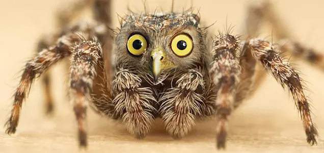 animales graciosos