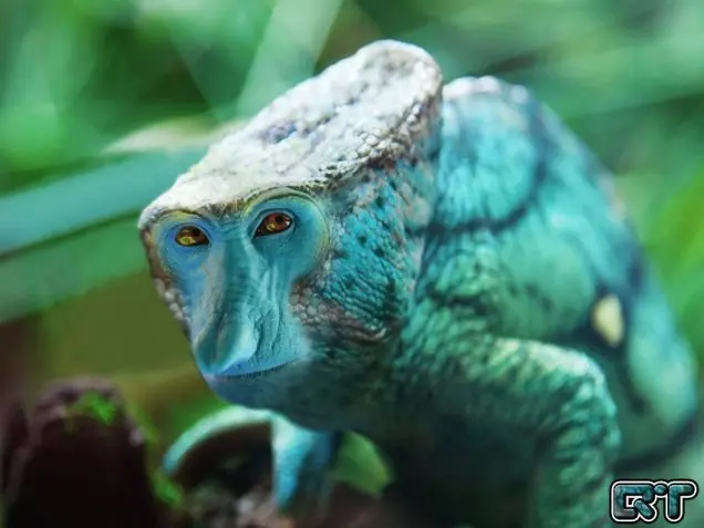 animales raros