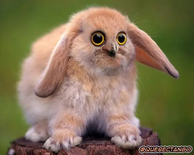 Estos híbridos de animales son tan divertidos como aterrado