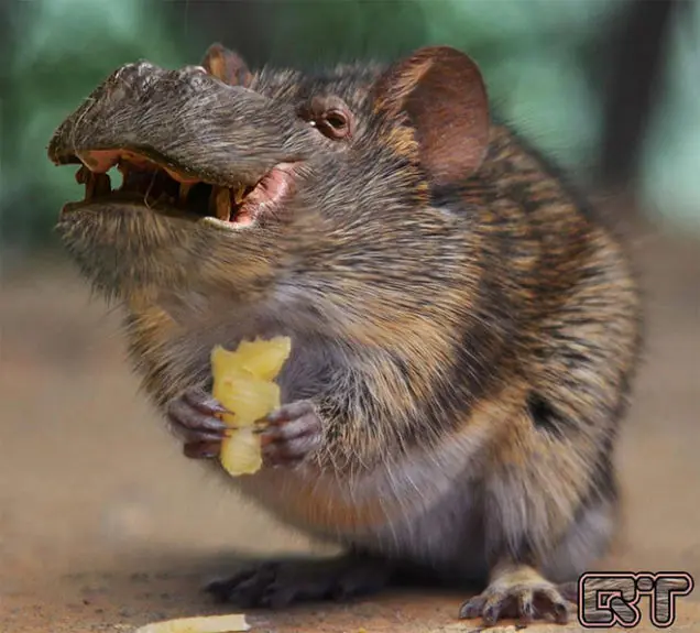animales aterradores