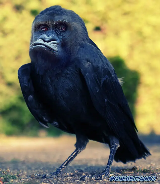 animales hibridos