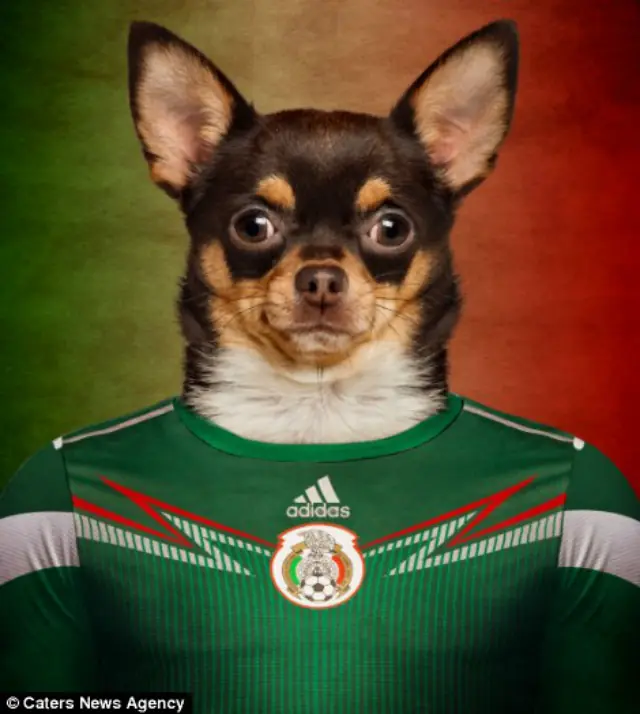 Razas de perros con la camiseta de su selección.