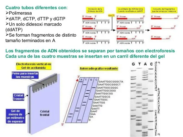 genetica