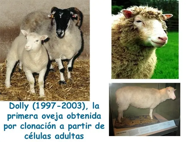 sabiduriía