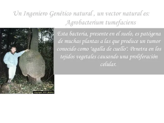 ingeniería