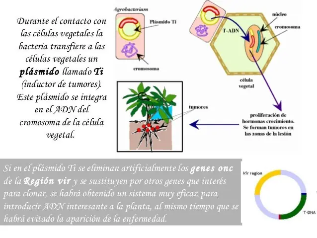 genetica