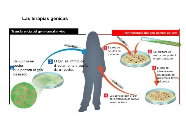 Importancia y beneficios de la ingeniería genética.
