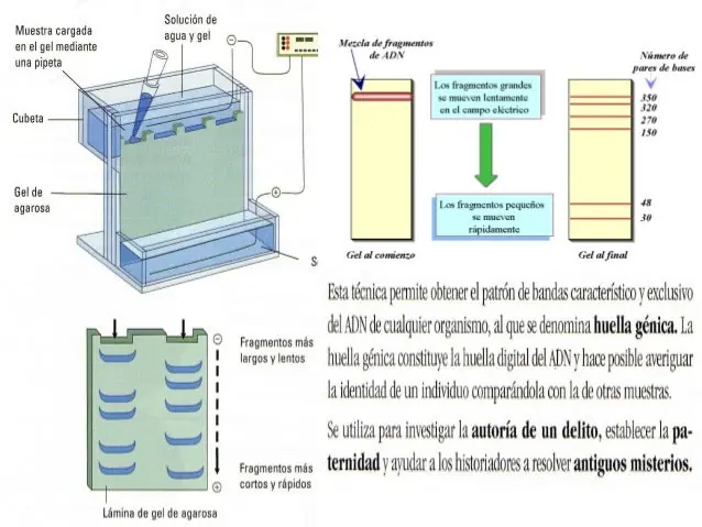 genetica