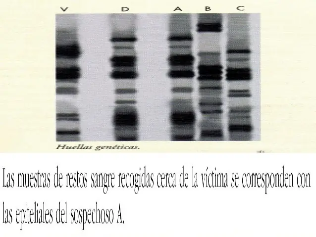 sabiduriía