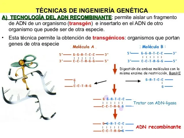 sabiduriía