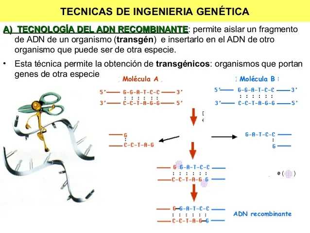 Importancia y beneficios de la ingeniería genética.