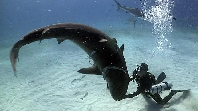 El hombre que susurraba a los tiburones