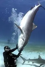 tiburones