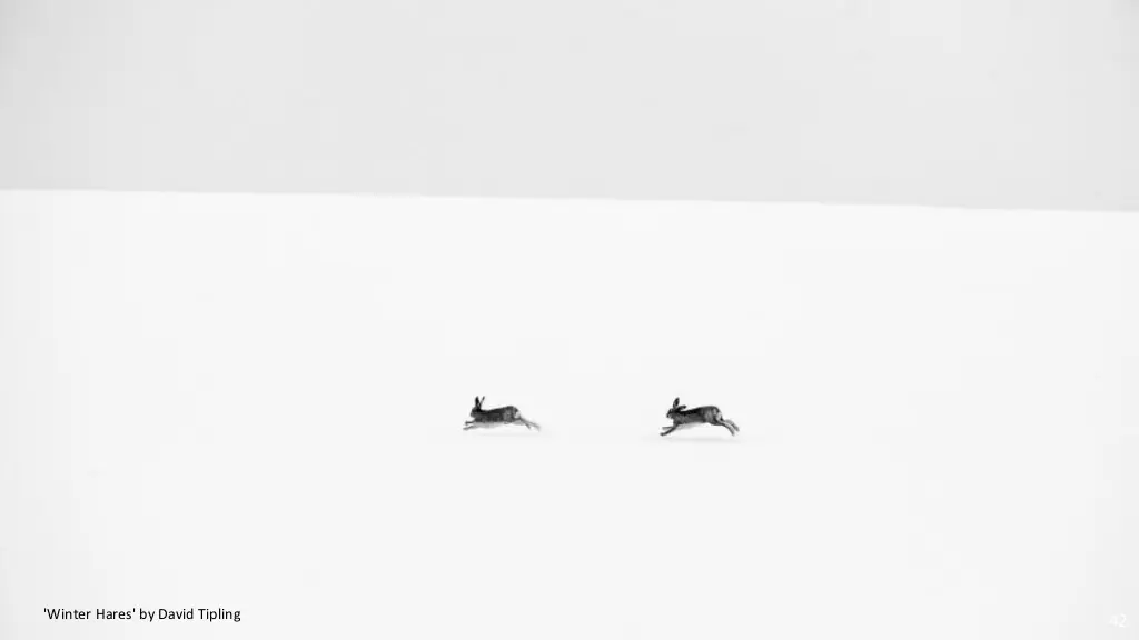wildlife