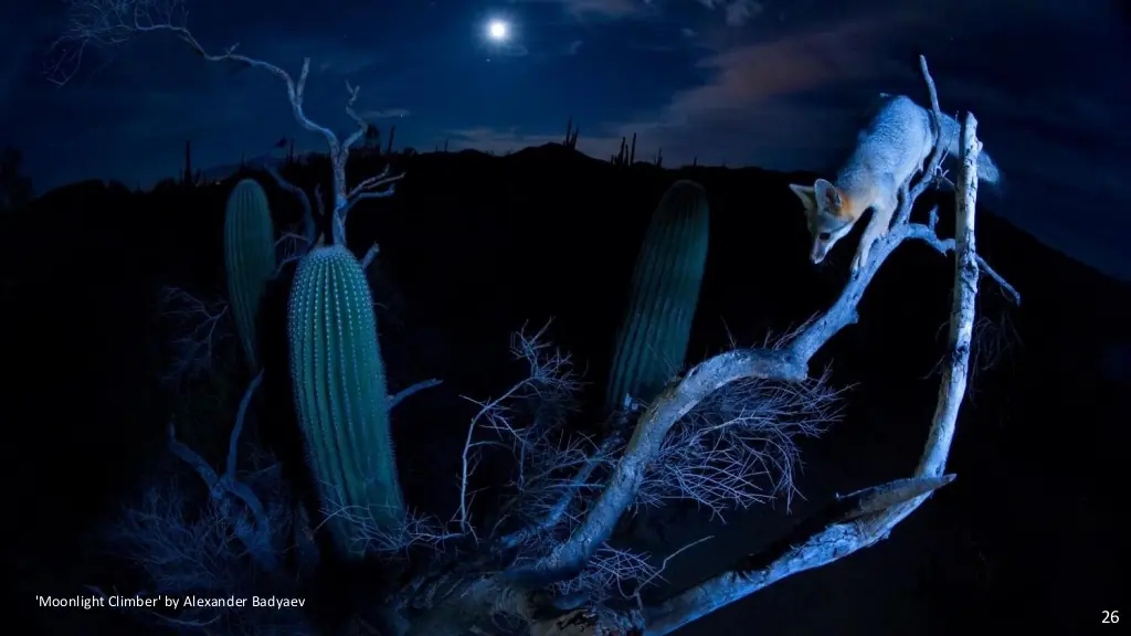 Fotos Naturaleza Salvaje - Finalistas 2014