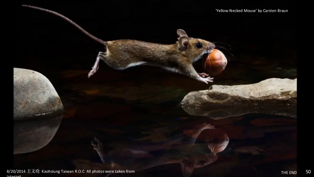 Fotos Naturaleza Salvaje - Finalistas 2014