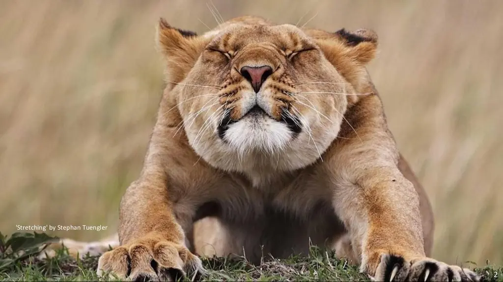 wildlife