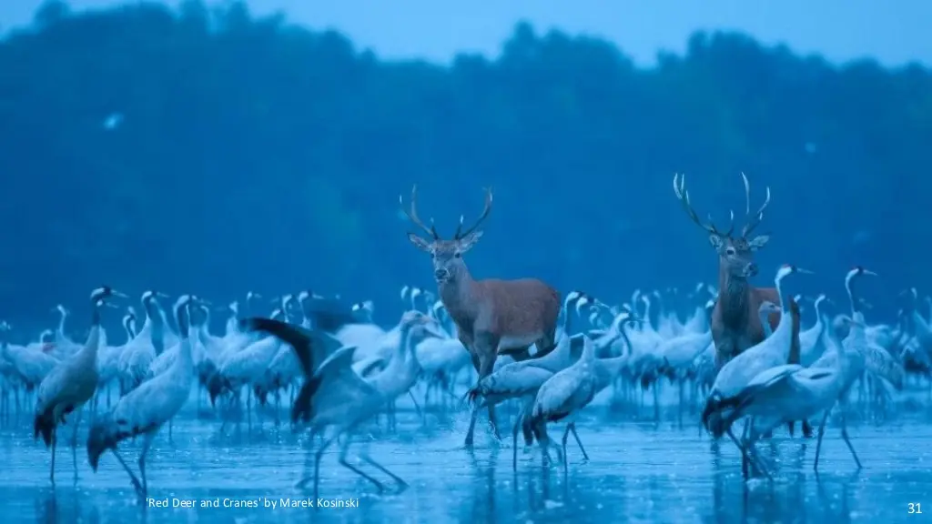 Fotos Naturaleza Salvaje - Finalistas 2014