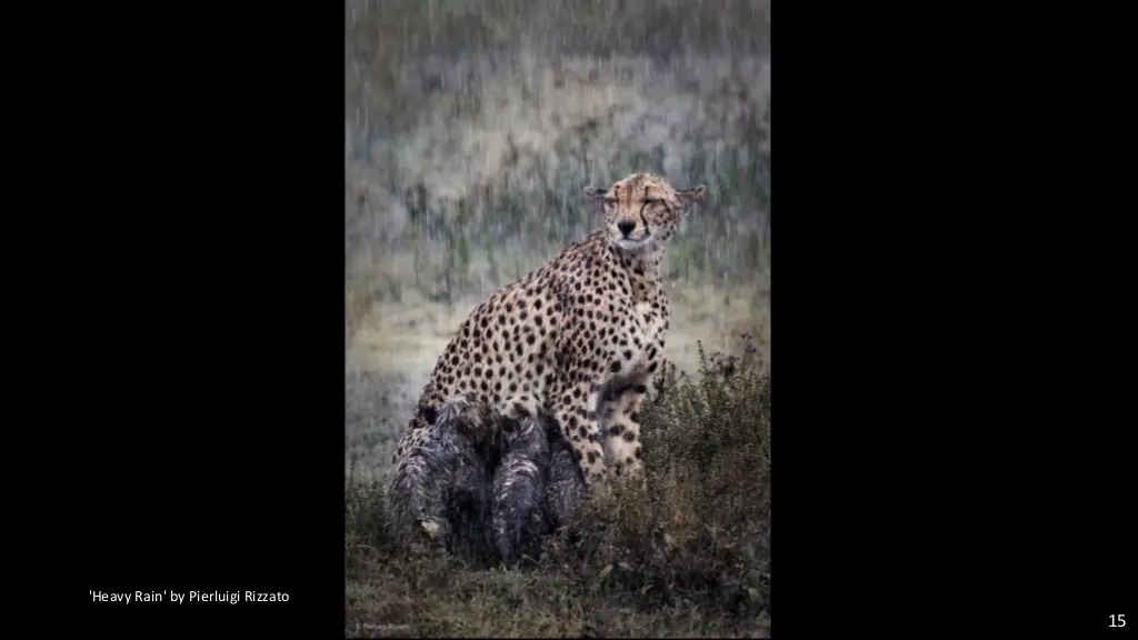 wildlife