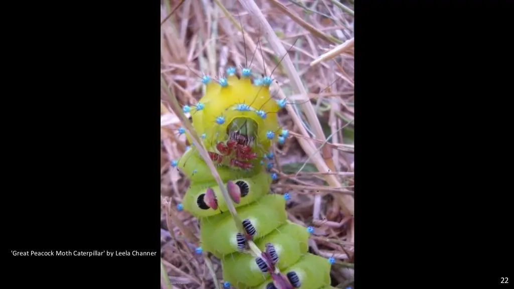 wildlife