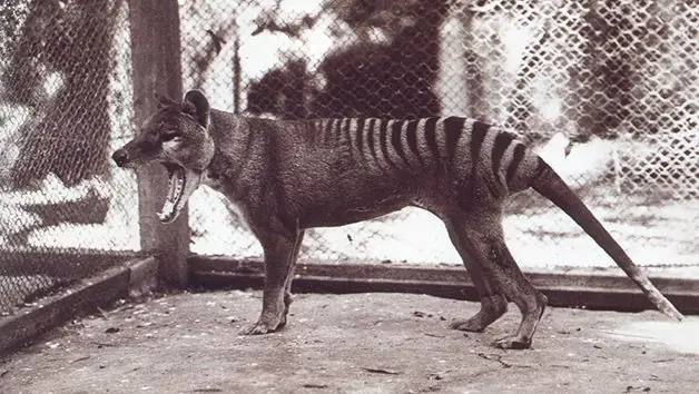 15 animales extintos en los últimos años Tomar consciencia