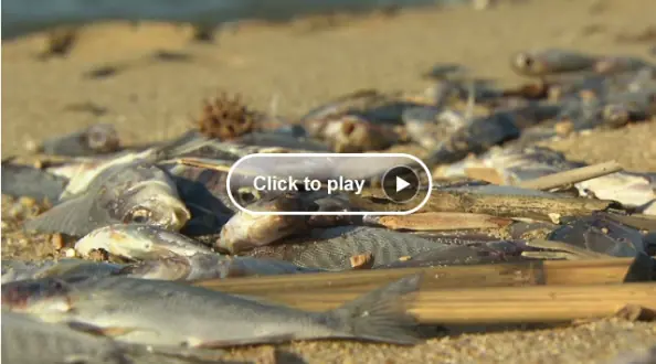 Continúan las muertes masivas de Peces.