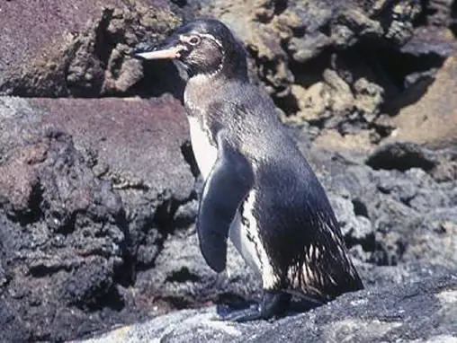 galapagos un orgullo