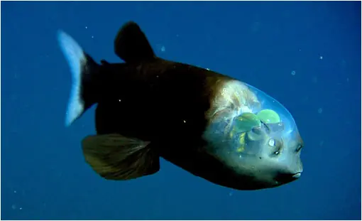 oceano