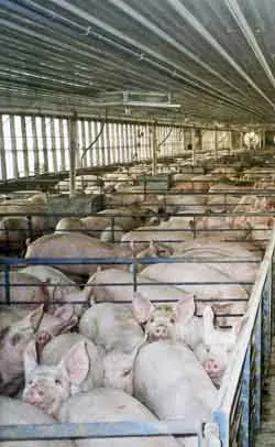 Influencia Porcina [Un sistema alimentario que mata]