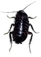 bichos