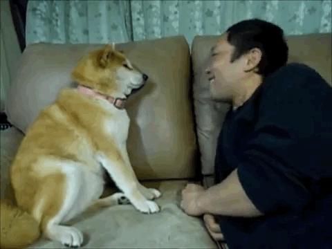 Gif de Perros ... +5 si te gustó