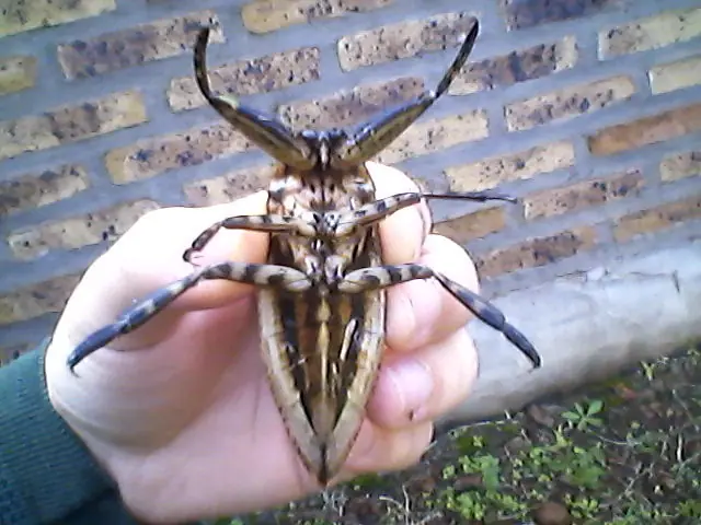Invertebrados que hay en mi jardín te los muestro.