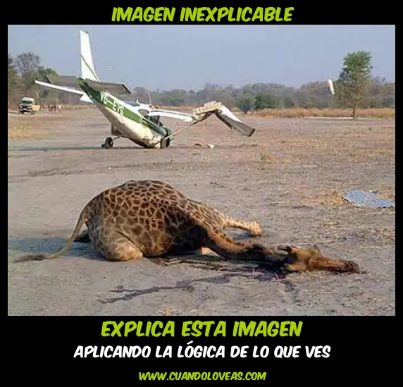 camuflados