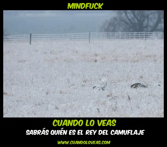 cuando lo veas
