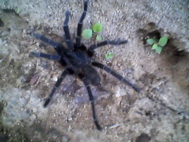 bichos