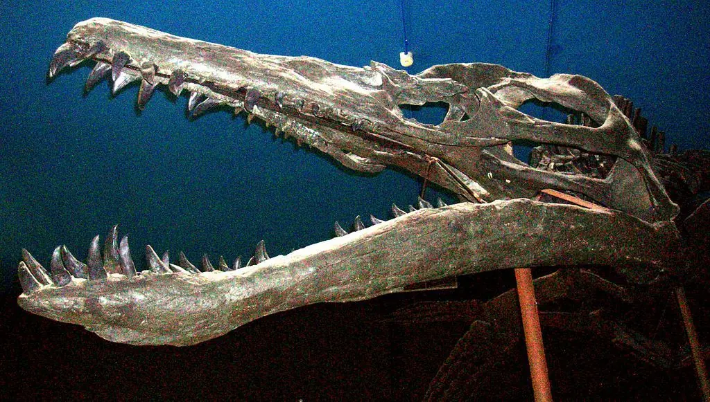 Pliosaurio