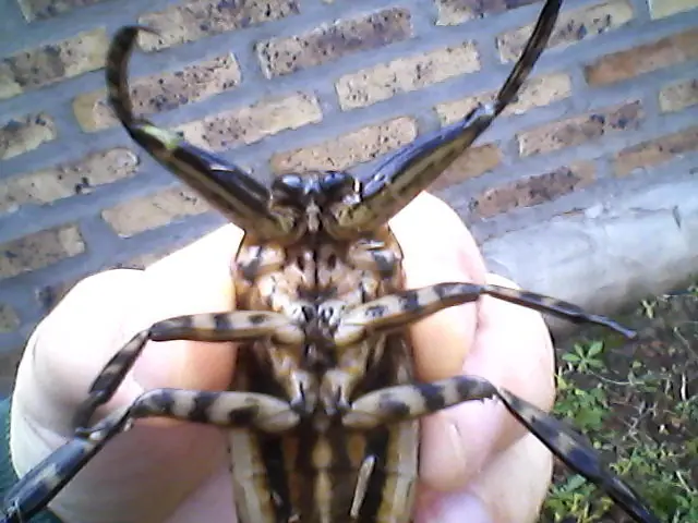 bichos