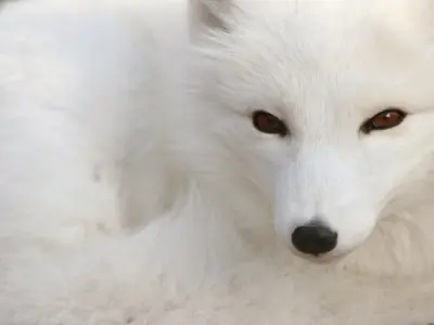 Los canidos usan la mirada para la comunicacion