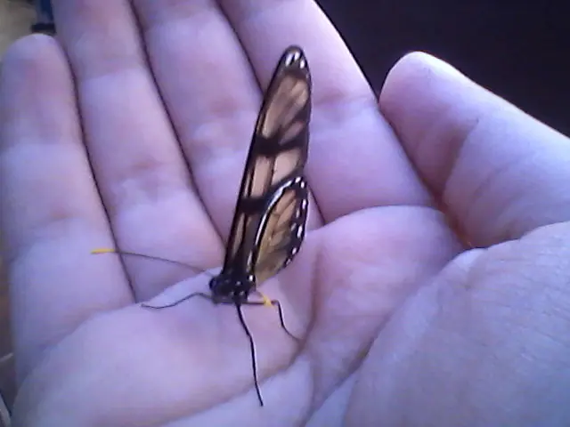 bichos