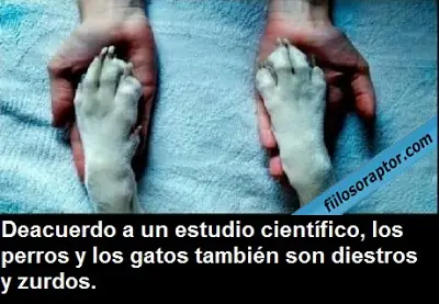 Datos que deberías saber sobre tu perro