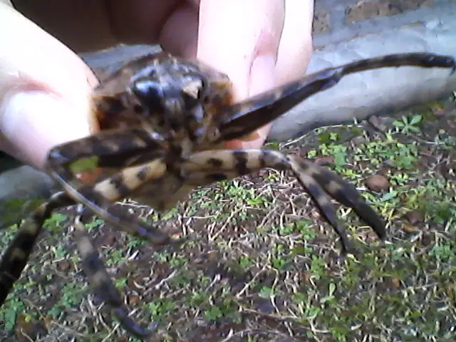 insectos