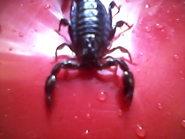 animales raros